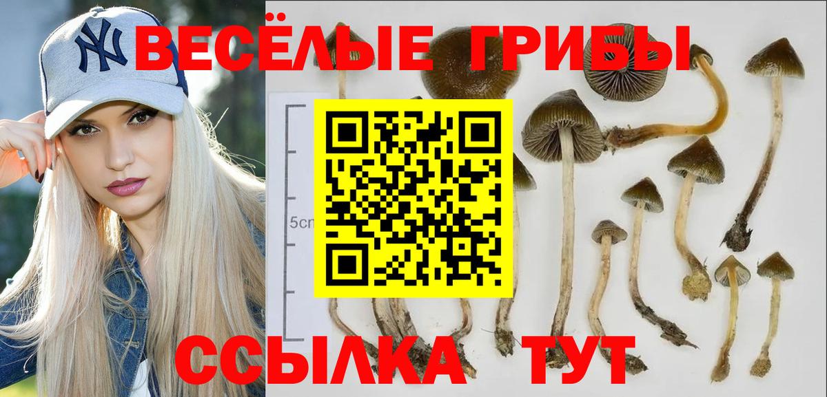 Ставрополь  купить закладку  Вход с VPN  Галлюциногенные грибы MAGIC MUSHROOMS 